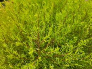 여린 연두색잎의 초목 클로즈업 배경