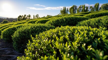 Fototapeta na wymiar Wide-angle perspective of tea tree shrubs.