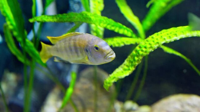 Jack Dempsey fish swimming in aquarium. Cichlasoma octofasciatum. Aquatic animals. 4K, UHD