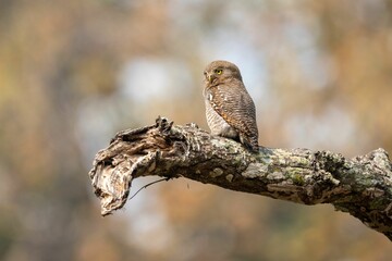 Small Jungle owlet perched atop a tree branch, with a blurry background