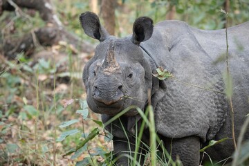 Majestic rhino standing on a lush grassy field with a blurry background