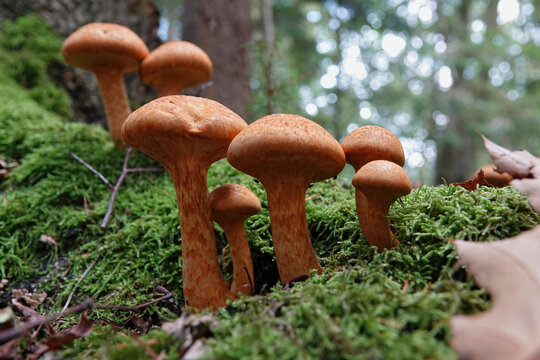 Closeup on an aggregation of emerging redbrown laughing gym or spectacular rustgill mushroom, Gymnopilus junonius