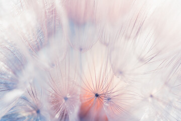 White dandelion in a forest at sunset. Macro image. Abstract nature background