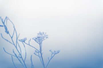 Frost-covered plants in winter forest at foggy sunrise. Winter nature background