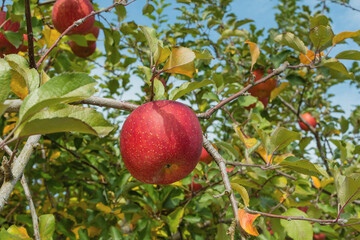 りんご園の林檎　ふじ