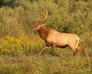 Naklejka na ściany i meble Regal Majestic Mountain Morning Rocky Mountain Elk Bull 