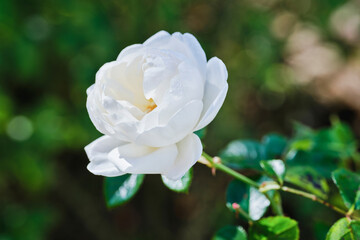 白い薔薇　サマーメモリーズ　