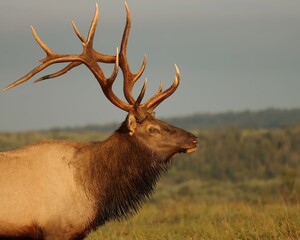 Regal Majestic Mountain Morning Rocky Mountain Elk Bull 