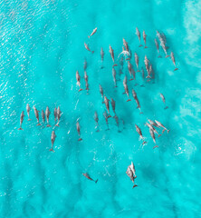 Portrait view of a pod of dolphin view from above
