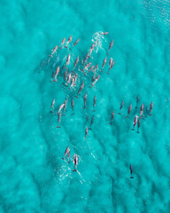 Portrait view of a pod of dolphin view from above