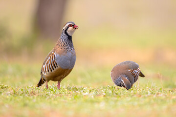 Couple Red Legged Partridge Standing Guard