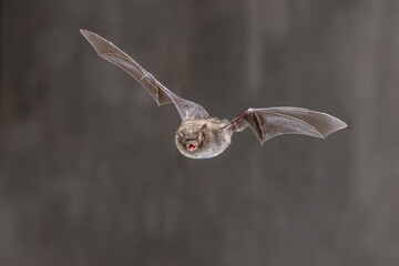Daubentons bat flying in dark habitat
