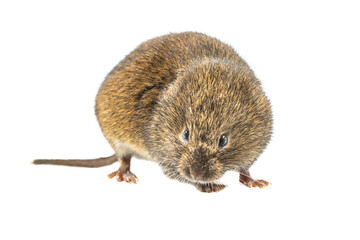 Field vole looking at camera on white background