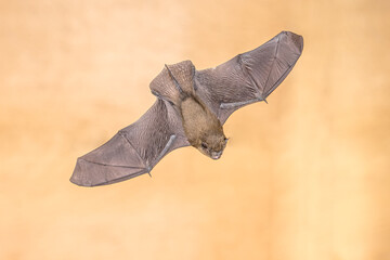 Flying Pipistrelle Bat from above on bright background