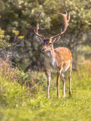 Fallow deer male with stags in rutting season