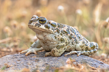 Green toad sitting on stone in Grass