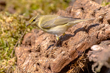 Wood warber perched on log