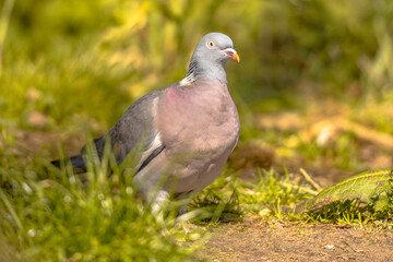 Wood pigeon in grassy lawn
