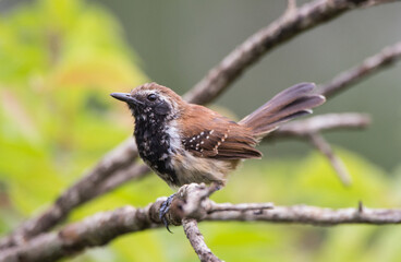 Rusty-backed Antwren