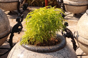 Euodia ridleyi ornamental plant are in bloom