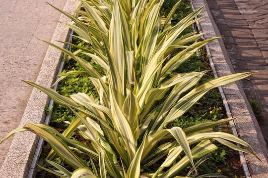 The Furcraea foetida Mediopicta. This plant has green leaves with yellow lines. The shape is protruding like a sword and has no stem