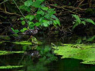  African black duck standing on log on a pond 