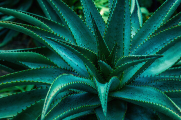 Aloe plant. Close-up of the leaves of a succulent plant.