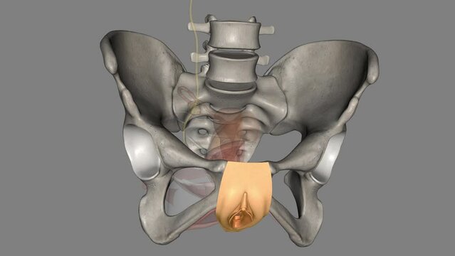 The vulva consists of the external female sex organs .