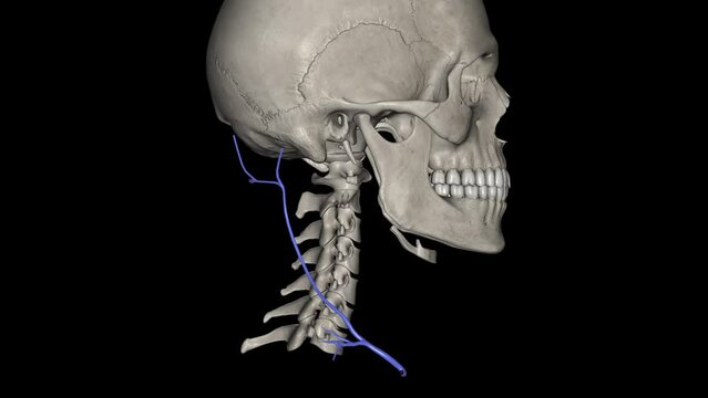 Posterior external jugular vein 3d.