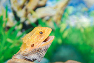 Pogona vitticeps, the central (or inland) bearded dragon, is a species of agamid lizard occurring in a wide range of arid to semiarid regions of Australia.