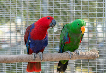 red and green Sun Conure parrot eat feed on branch, pet and animal