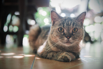 Cute Siamese Cat look at camera. pet and anmimal