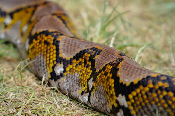 Fototapeta premium python snake close-up. snake skin. snake body