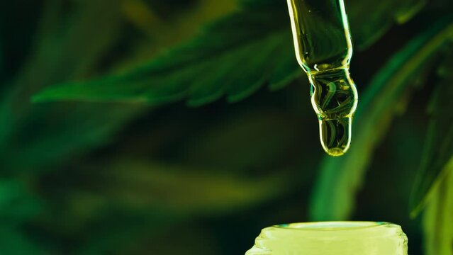CBD glass bottle, hemp leaves on dark backdrop.Hemp extract.Alternative medicine