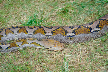 A portrait of a Python hunting on grass. big snake on grass. looking at camera