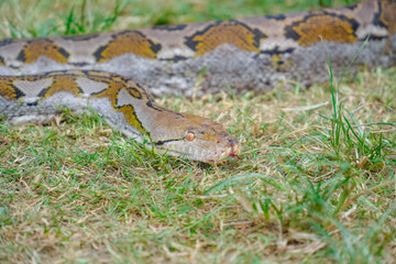 A portrait of a Python hunting on grass. big snake on grass. looking at camera
