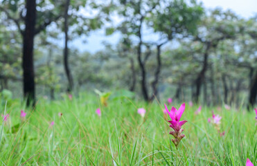 Siam Tulip pink flower blooming in forest mountain at Sai Thong National Park