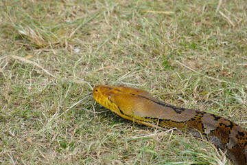A portrait of a Python hunting on grass. big snake on grass. looking at camera