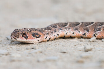 portrait of a venomous viper, puff adder, De Hoop Nature Reserve, Overberg, South Africa