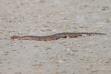 highly venomous puff adder, De Hoop Nature Reserve, Overberg, South Africa