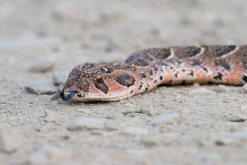 portrait of dangerous snake, puff adder, De Hoop Nature Reserve, Overberg, South Africa
