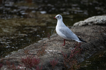 Larus ridibundus - Black-headed Gull - Mouette rieuse