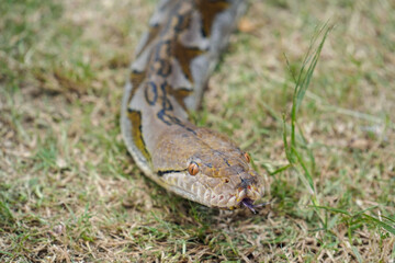 A portrait of a Python hunting on grass. big snake on grass. looking at camera
