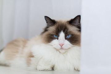 Beautiful young white purebred Ragdoll cat with blue eyes.