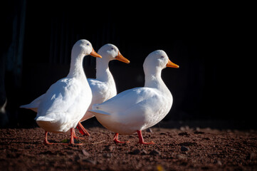 Ducktales Trio: Ducks on a Crimson Adventure