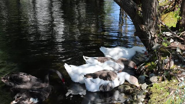 Geese in the pond near the Hubert Hotel, High Tatras, Slovakia.