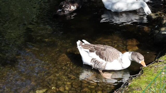 Geese and swans in the pond near the Hubert Hotel, High Tatras, Slovakia.