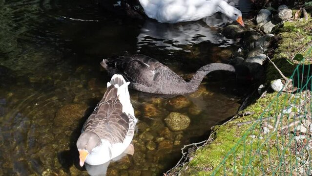 Geese and swans in the pond near the Hubert Hotel, High Tatras, Slovakia.