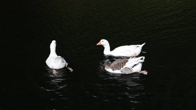 Geese in the pond near the Hubert Hotel, High Tatras, Slovakia.