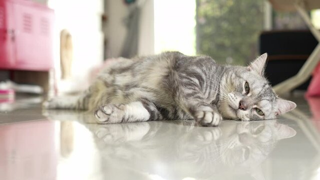 A gray tabby cat is relaxing in the living room. with a drowsy expression and depressed and lonely Or it might be sleepy.